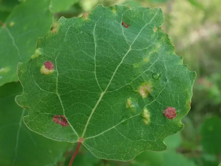 Poplar gall mite