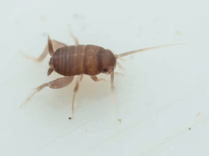 Ant-loving cricket