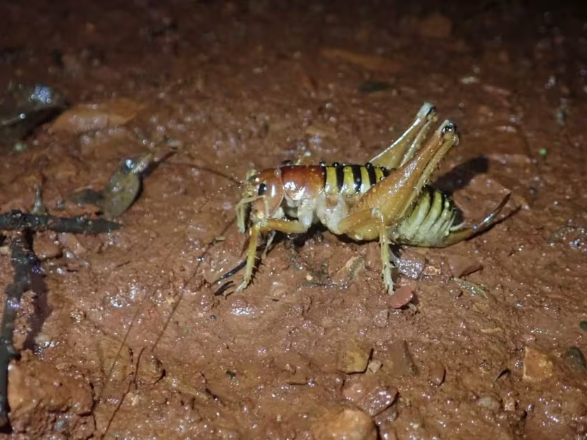 Libanasidus