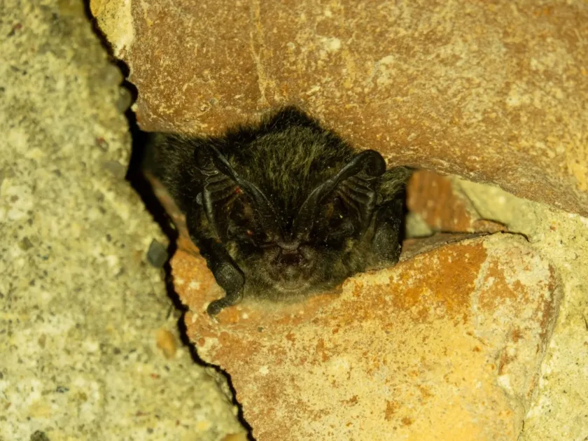 Western barbastelle
