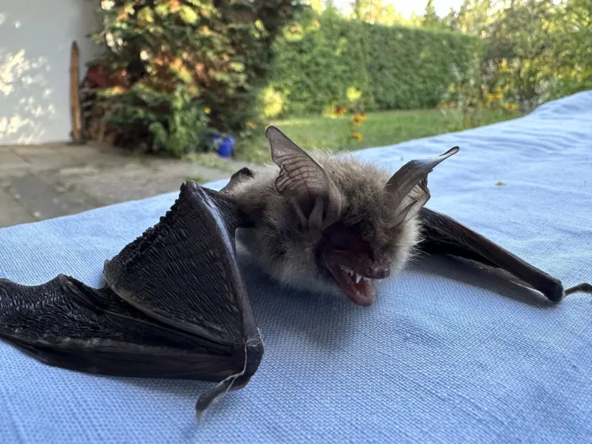 Bechstein's bat