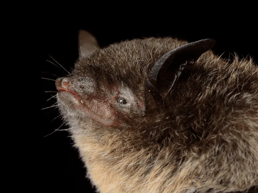 Lesser mouse-eared bat