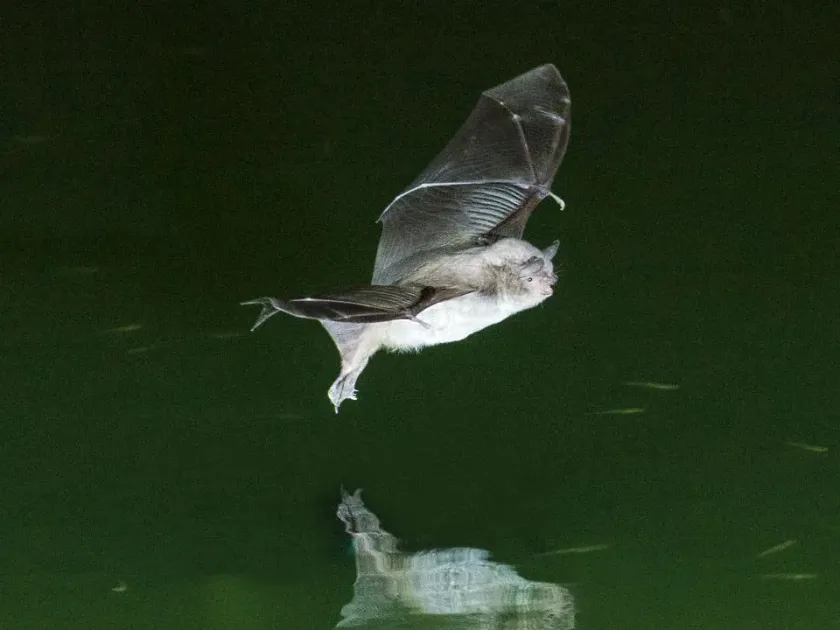 Long-fingered bat