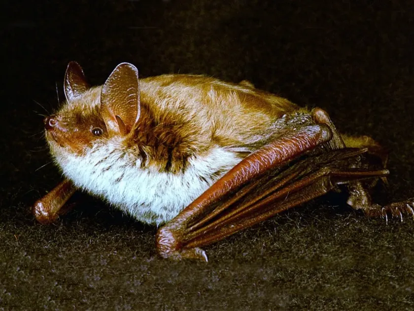 Mouse-eared bat
