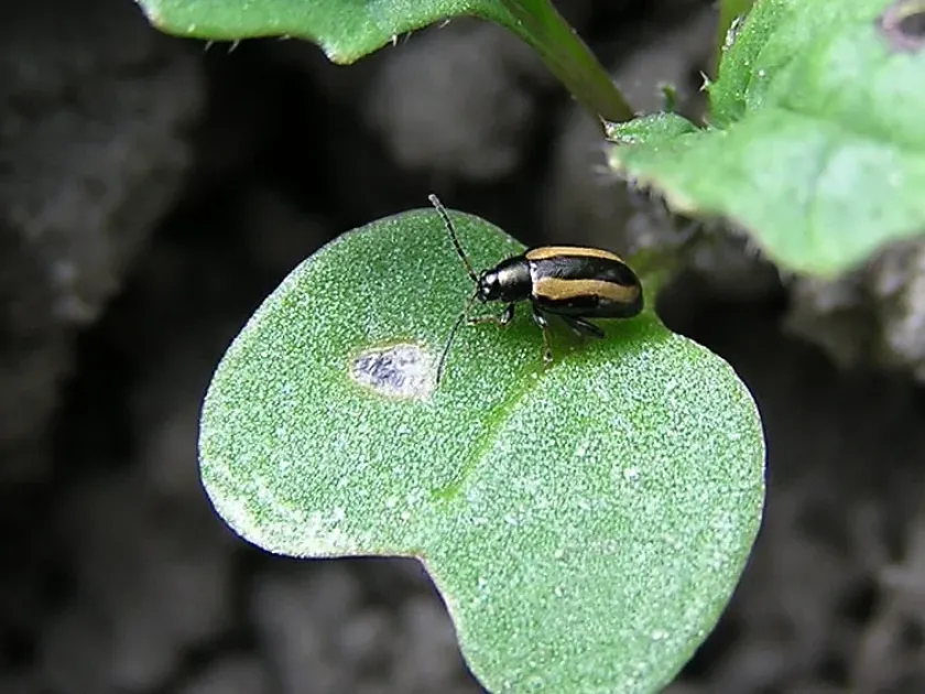 Cruciferous flea beetle