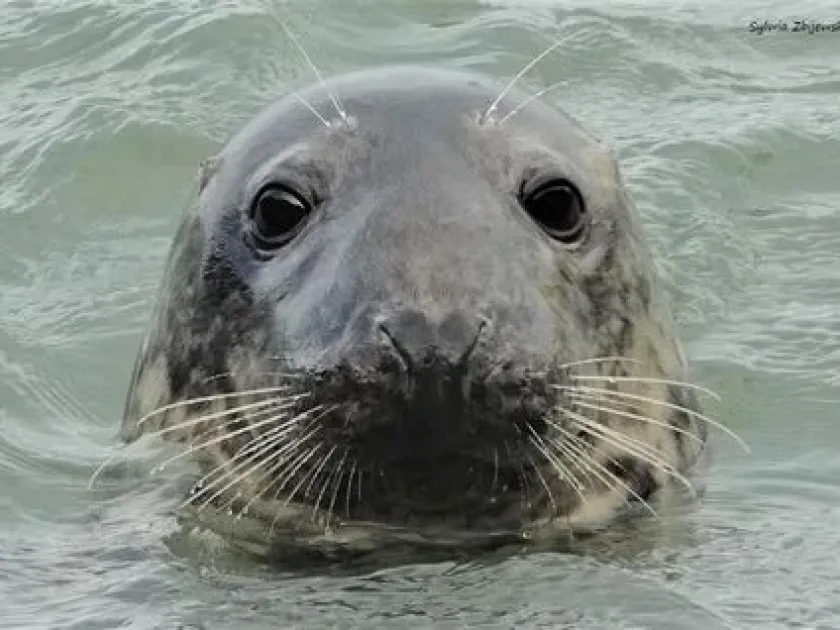 Grey seal