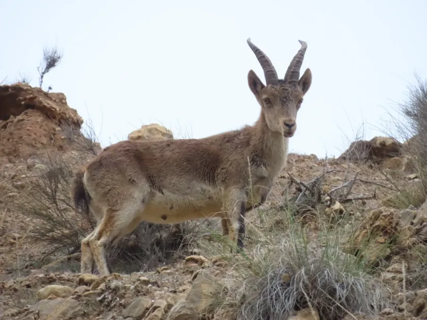 Iberian ibex