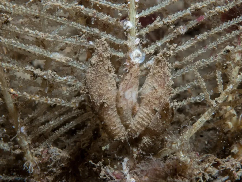 Goose barnacle