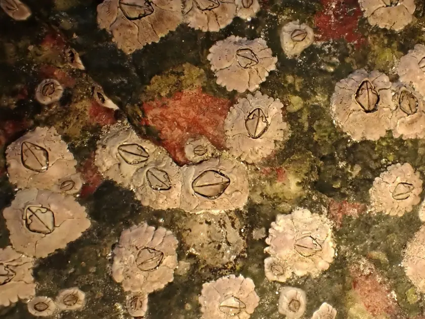 Semibalanus