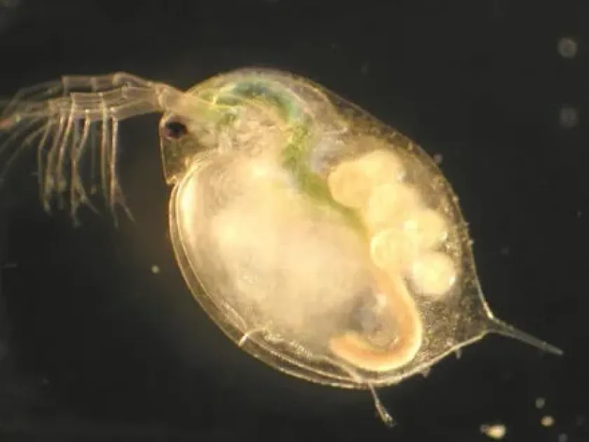 Ceriodaphnia