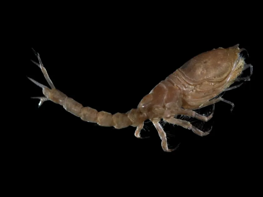 Diastylis