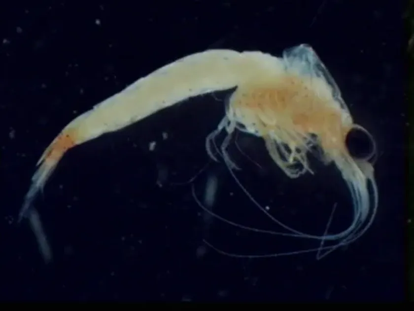 Hemimysis