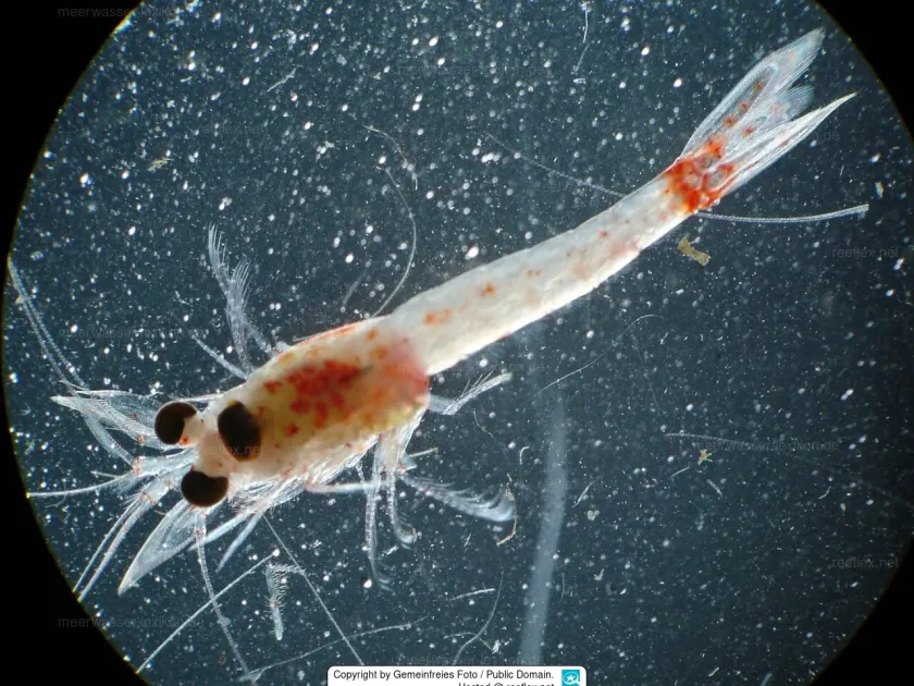 Hemimysis
