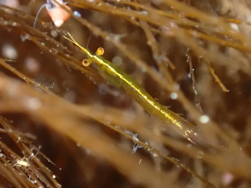 Praunus flexuosus
