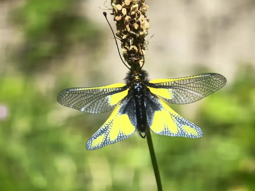 Owlfly