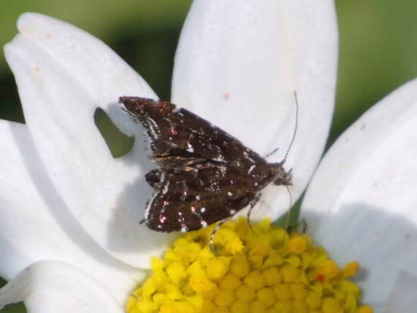 Scutellaria moth