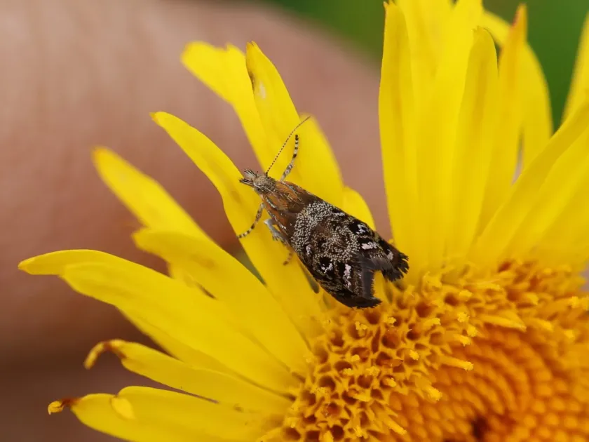 Thistle moth