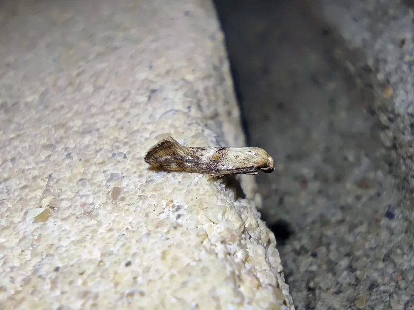Epermenia moth