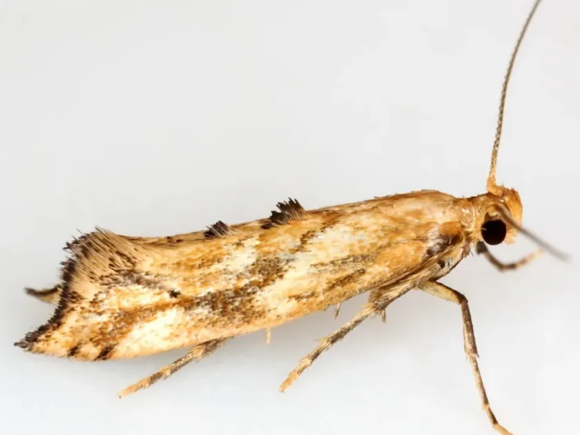 Epermenia falciformis