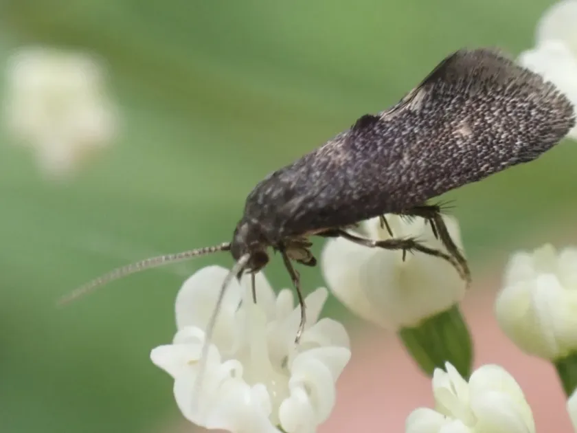 Phaulernis dentella