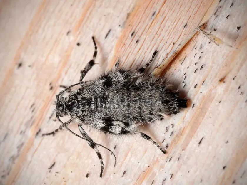 Willow leaf miner moth