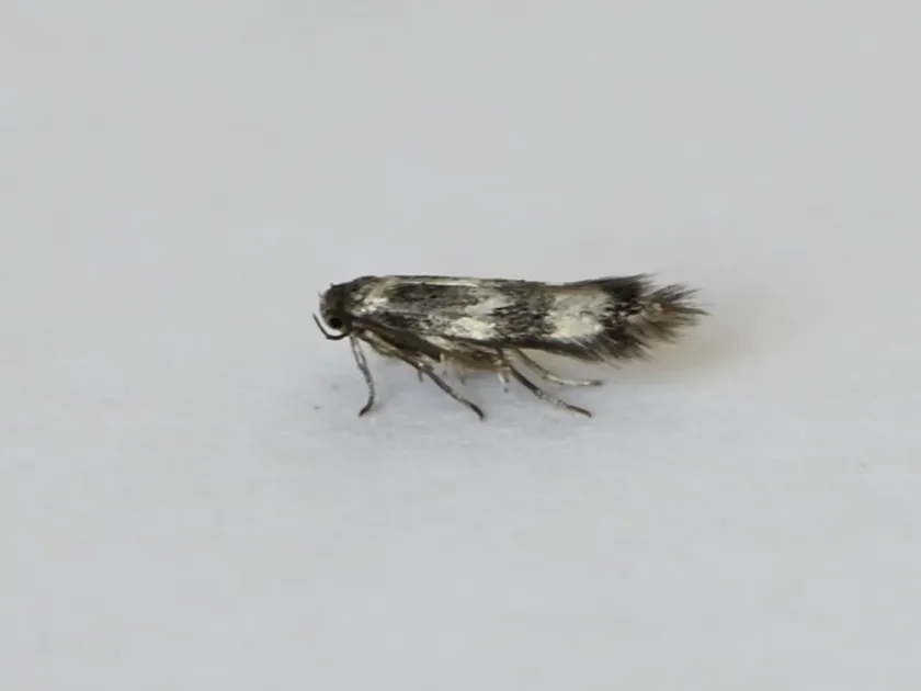 Grass-miner moth