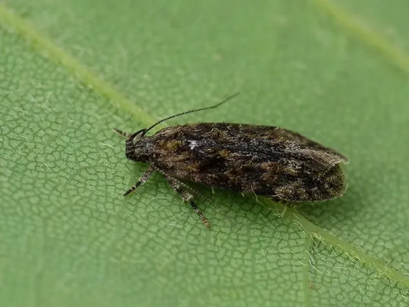 Carpatolechia fugacella