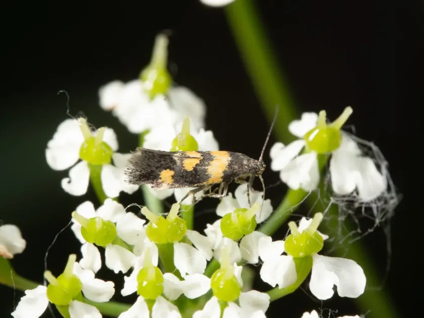 Six-spotted moth
