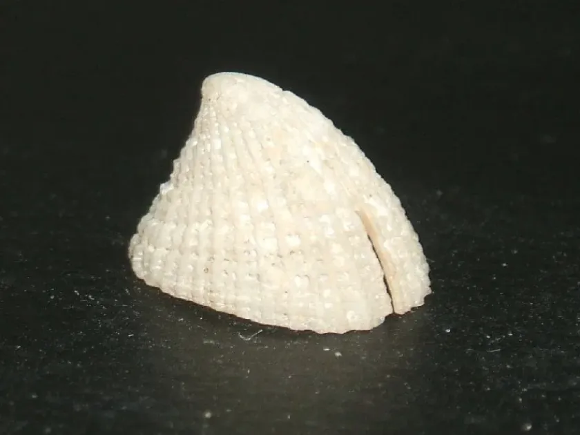 Эмаргинула