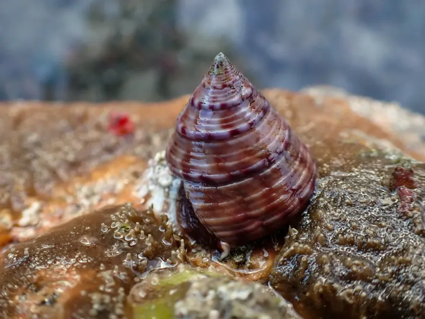 Calliostoma zizyphinum