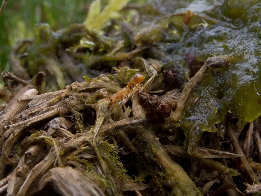 Ant scale