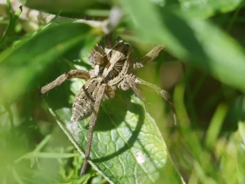 Radiated wolf spider