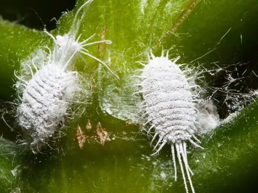 Bristly mealybug