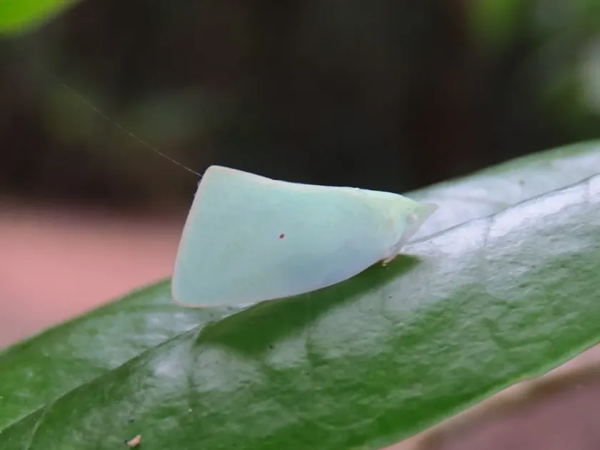 Цикадка Colgaroides acuminata