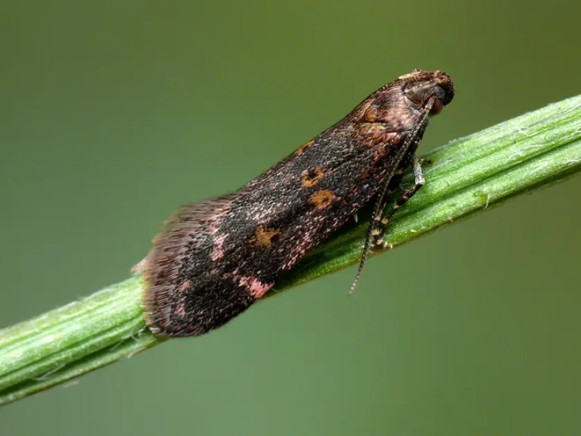 Мирификарма