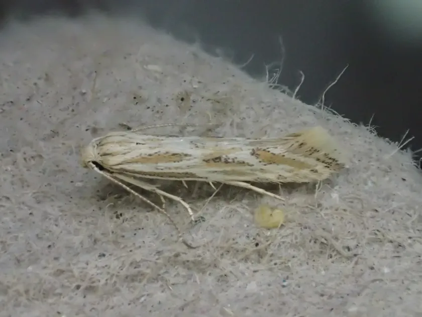 Sunflower moth