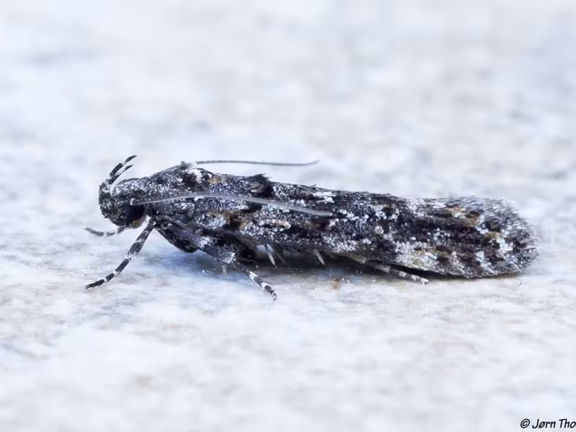 Teleiopsis