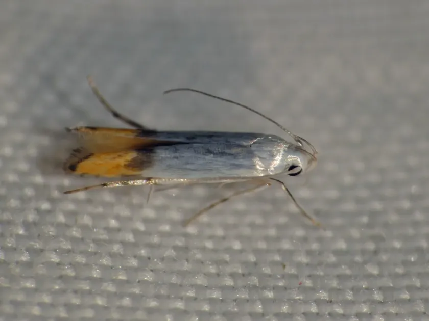 Thiotricha