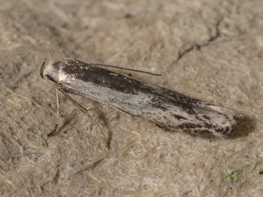 Thiotricha subocellea