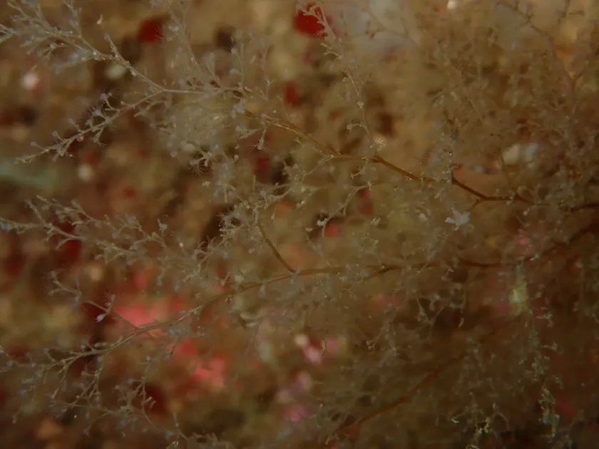 Obelia dichotoma