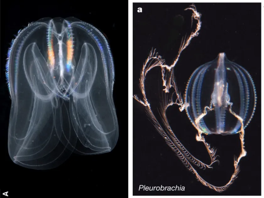 Pleurobrachia