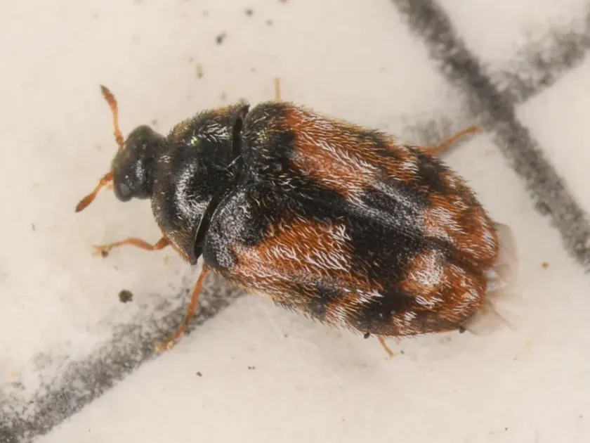 Grassman dermestid beetle