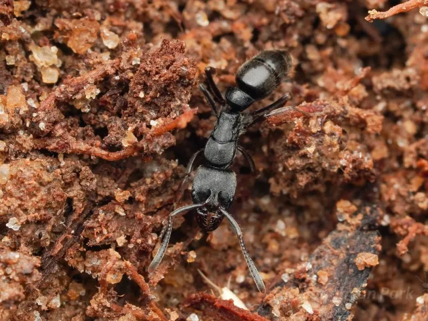 Pachycondyla