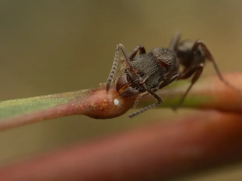 Rhytidoponera