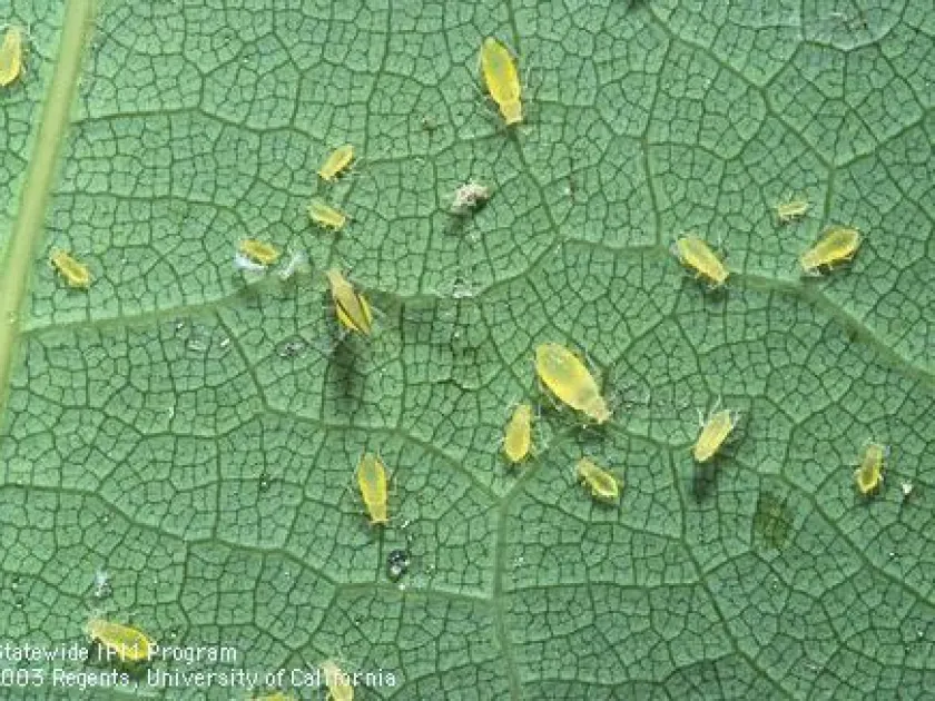 Oak spot aphid