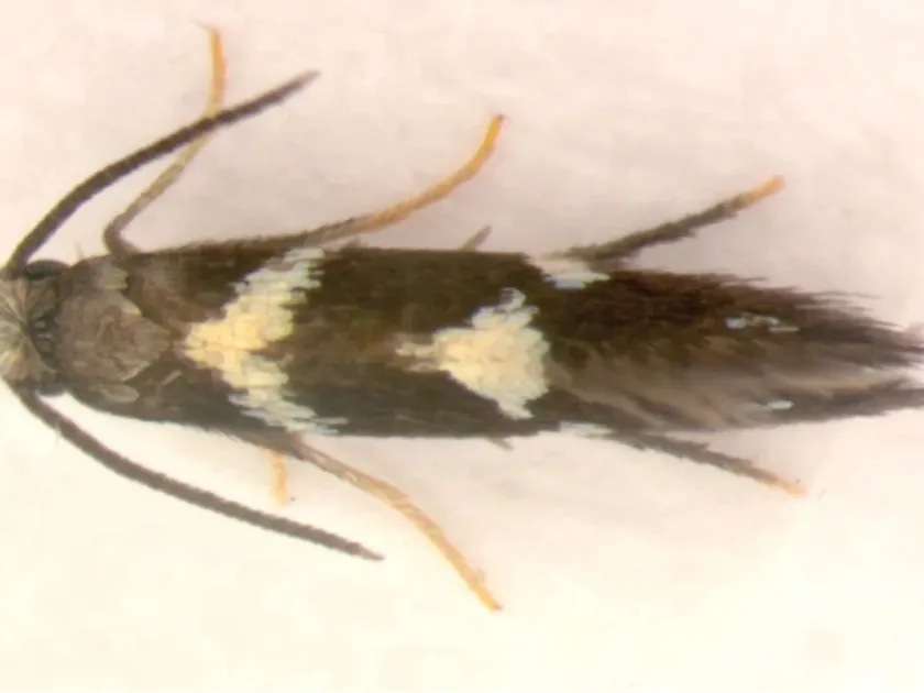 Grape leafminer