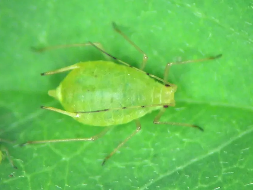 Rose aphid