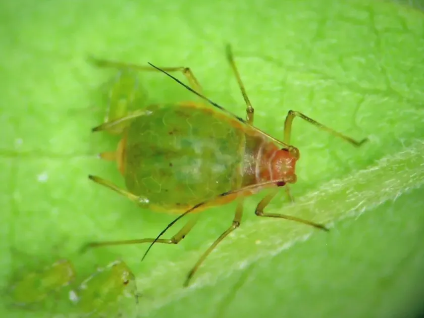 Wahlgreniella