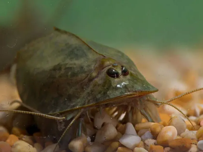 Tadpole shrimp