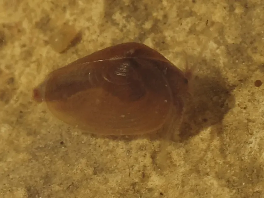 Cyzicus tetracerus